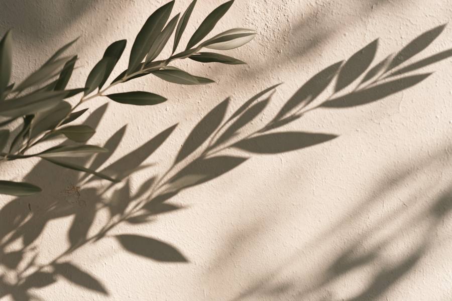 Shadow of an olive branch on a plaster wall